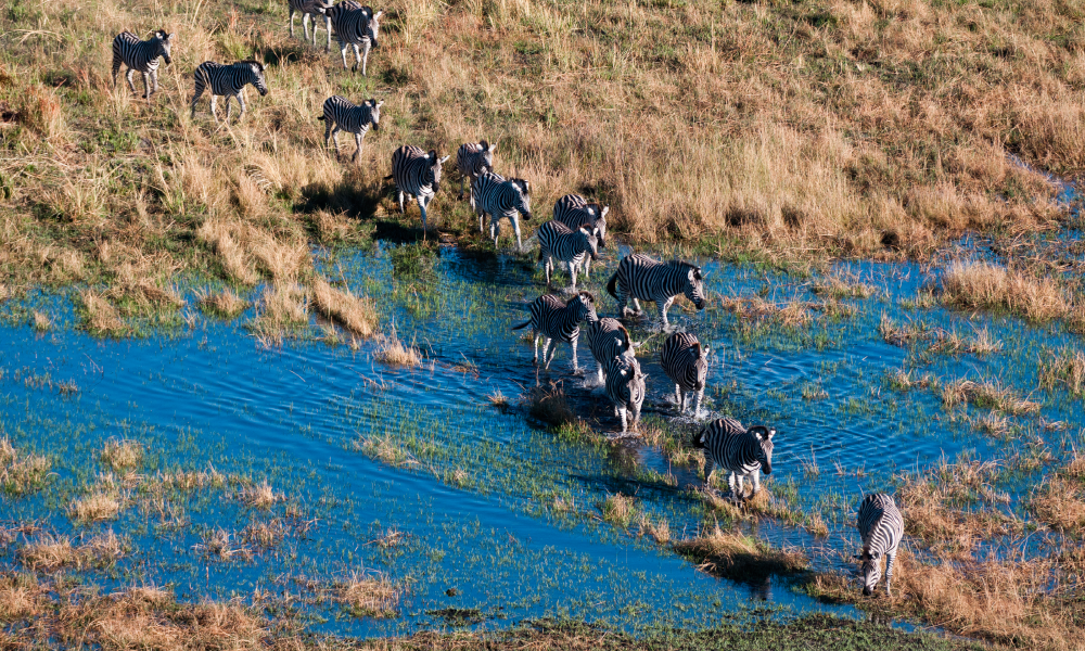 herd-of-zebras-wading-through-a-marsh-in-the-wild-2026-03-25-04-46-17-utc